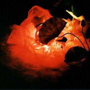 2001年小原流挿花いけばな写真コンテスト入賞写真　『再生』の画像