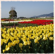 小原流の花