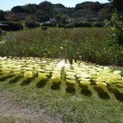 九州地区青年部野外展において賞を獲得しましたの画像